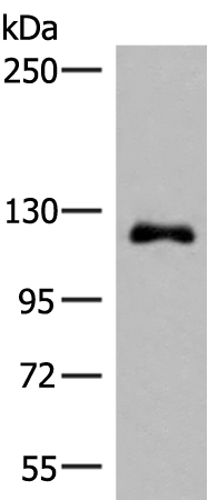 Anti-ARHGAP45 Rabbit Polyclonal Antibody