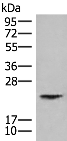Anti-HEBP1 Rabbit Polyclonal Antibody