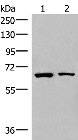 Anti-ZNF85 Rabbit Polyclonal Antibody