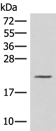 Anti-H1.10 Rabbit Polyclonal Antibody