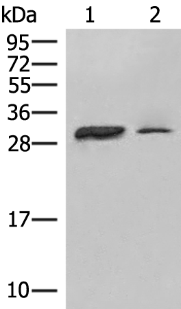 Anti-HLA DPA1 Rabbit Polyclonal Antibody