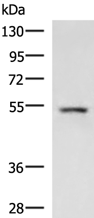 Anti-HNF 6 Rabbit Polyclonal Antibody