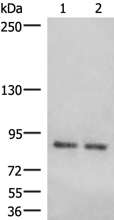 Anti-HOOK3 Rabbit Polyclonal Antibody