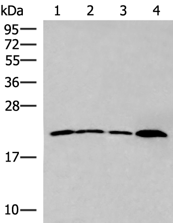 Anti-Interferon alpha 5 Rabbit Polyclonal Antibody