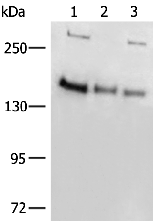 Anti-ELP1 Rabbit Polyclonal Antibody