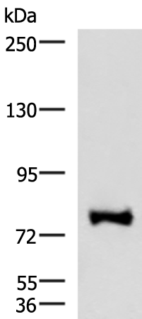 Anti-FOXK2 Rabbit Polyclonal Antibody