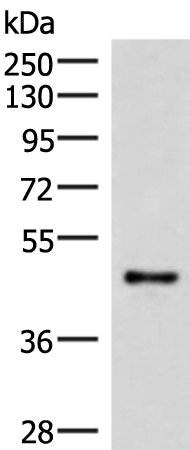 Anti-IRX2 Rabbit Polyclonal Antibody
