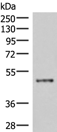 Anti-IRX5 Rabbit Polyclonal Antibody