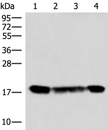 Anti-PEMT Rabbit Polyclonal Antibody