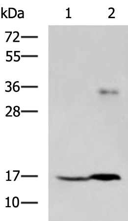 Anti-Transmembrane Protein 42 Rabbit Polyclonal Antibody
