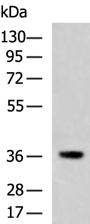 Anti-JAM3 Rabbit Polyclonal Antibody