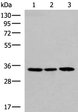 Anti-SOX2 Rabbit Polyclonal Antibody