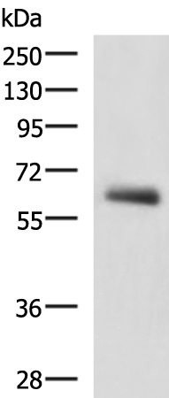 Anti-KBTBD11 Rabbit Polyclonal Antibody