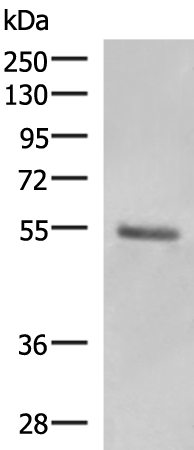 Anti-Keratin 36 Rabbit Polyclonal Antibody