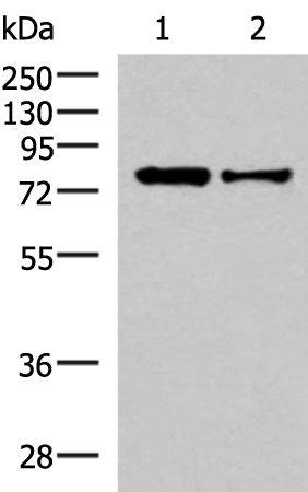 Anti-KHSRP Rabbit Polyclonal Antibody
