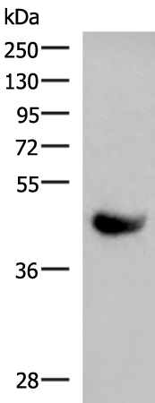 Anti-KIR2DL5A Rabbit Polyclonal Antibody