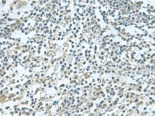 Anti-SHTN1 Rabbit Polyclonal Antibody