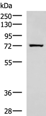 Anti-SHTN1 Rabbit Polyclonal Antibody