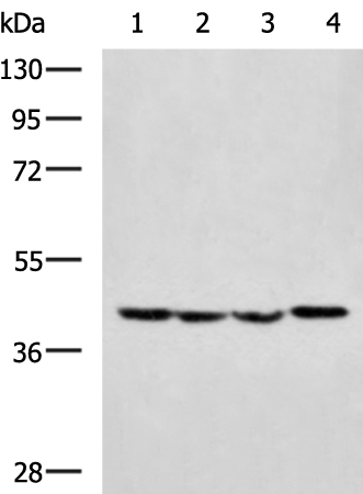 Anti-KISS1R Rabbit Polyclonal Antibody