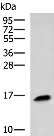 Anti-KRTAP1 1 Rabbit Polyclonal Antibody