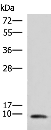 Anti-COX7A2 Rabbit Polyclonal Antibody