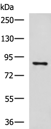 Anti-CCNF Rabbit Polyclonal Antibody