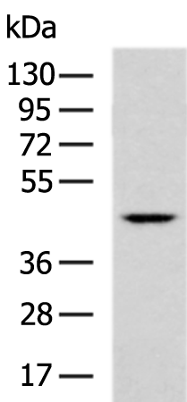 Anti-PNCK Rabbit Polyclonal Antibody