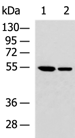 Anti-PKA C beta Rabbit Polyclonal Antibody