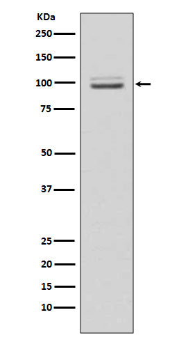 Anti-MKLP1 Rabbit Polyclonal Antibody