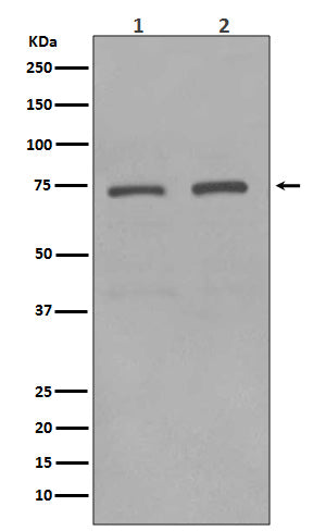 Anti-KIFC1 Rabbit Polyclonal Antibody
