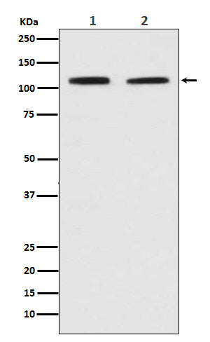 Anti-PMS2 Rabbit Polyclonal Antibody