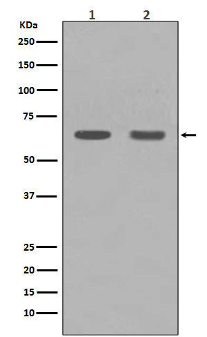Anti-HDAC1 Rabbit Polyclonal Antibody