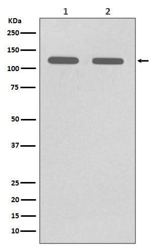 Anti-CD146 Rabbit Polyclonal Antibody