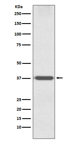 Anti-OTX1 Rabbit Polyclonal Antibody