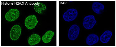 Anti-Histone H2A.X Rabbit Polyclonal Antibody