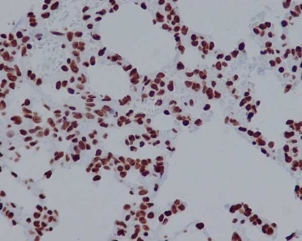 Anti-Histone H2A.X Rabbit Polyclonal Antibody