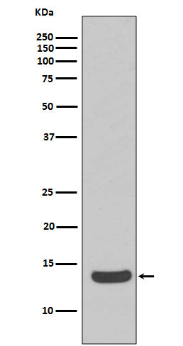 Anti-Histone H2A.X Rabbit Polyclonal Antibody