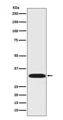 Anti-DARPP32 Rabbit Polyclonal Antibody
