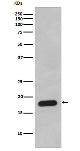 Anti-Cyclophilin B Rabbit Polyclonal Antibody