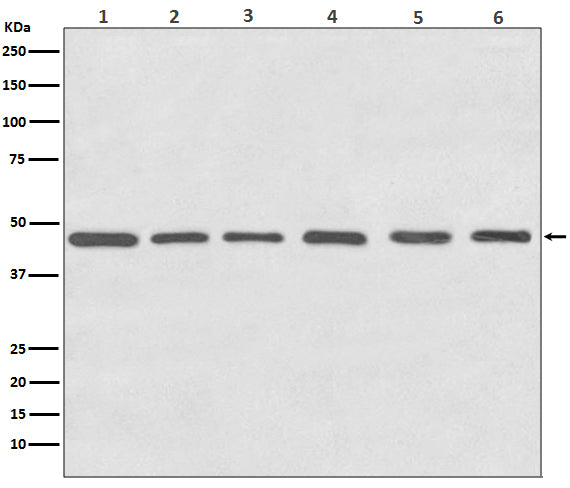 Anti-gamma Tubulin Rabbit Polyclonal Antibody