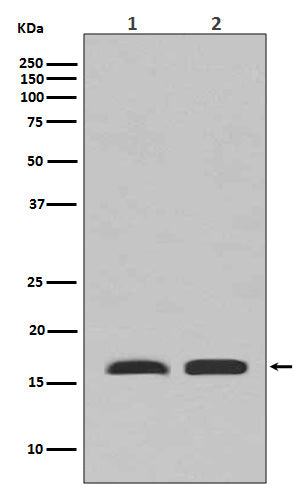 Anti-PBR Rabbit Polyclonal Antibody