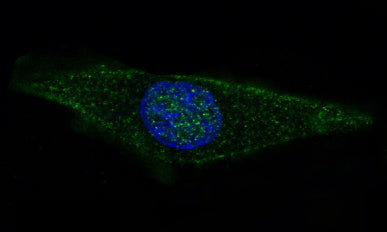 Anti-GFAP Rabbit Polyclonal Antibody