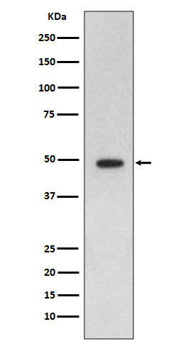 Anti-GFAP Rabbit Polyclonal Antibody