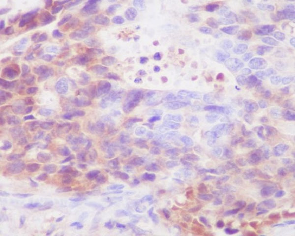 Anti-Human IgG4 Rabbit Polyclonal Antibody