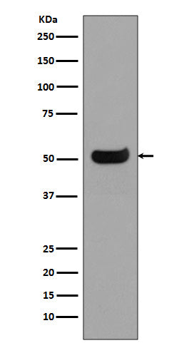 Anti-Human IgG4 Rabbit Polyclonal Antibody