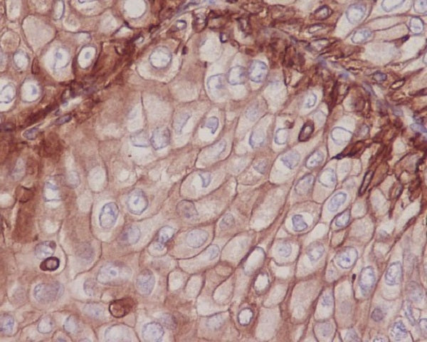 Anti-Integrin beta 1 Rabbit Polyclonal Antibody