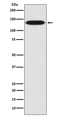 Anti-Integrin beta 1 Rabbit Polyclonal Antibody