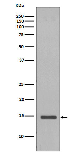 Anti-Histone H2B (yeast) Rabbit Polyclonal Antibody