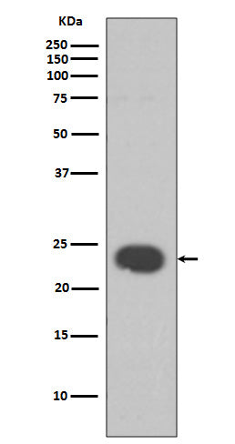 Anti-HP1 alpha Rabbit Polyclonal Antibody