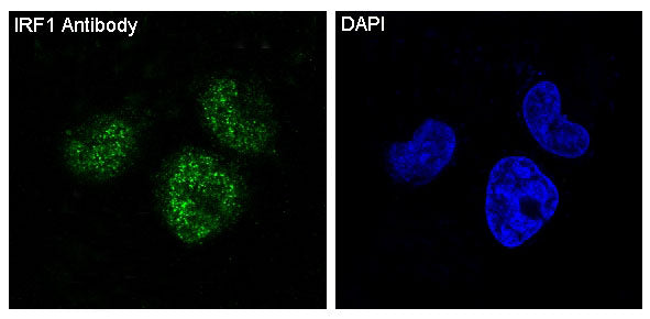 Anti-IRF1 Rabbit Polyclonal Antibody